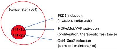 Therapeutic Strategies Targeting Cancer Stem Cells and Their Microenvironment